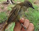 Bulbul gracile