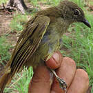 Bulbul gracile