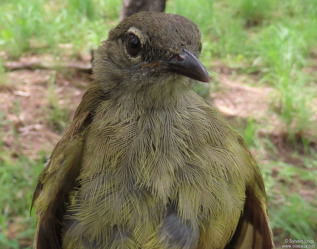 Bulbul gracileadulte