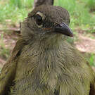 Bulbul gracile