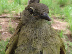 Bulbul gracile
