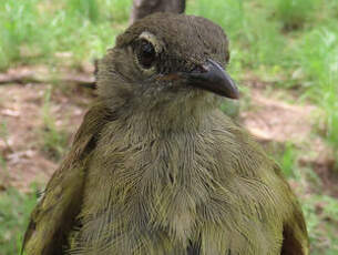 Bulbul gracile