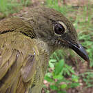Bulbul gracile