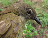 Bulbul gracile
