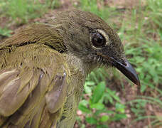 Bulbul gracile