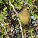 Bulbul importun