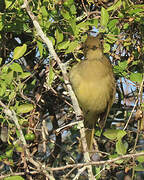 Sombre Greenbul