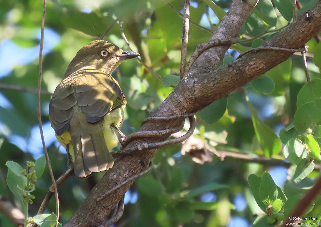 Bulbul importunadulte