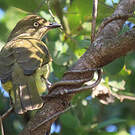 Bulbul importun