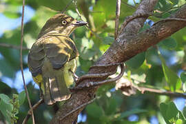 Sombre Greenbul