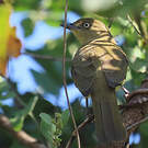 Bulbul importun