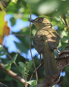 Sombre Greenbul