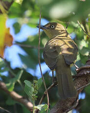 Bulbul importun