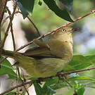 Bulbul importun