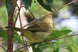 Sombre Greenbul