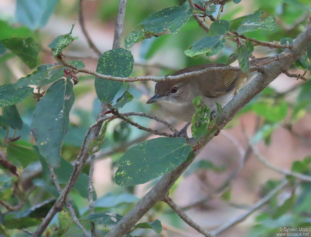 Bulbul jaboteuradulte