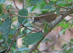 Bulbul jaboteur