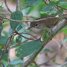 Bulbul jaboteur