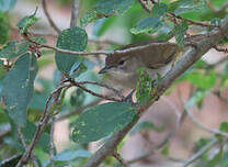 Bulbul jaboteur