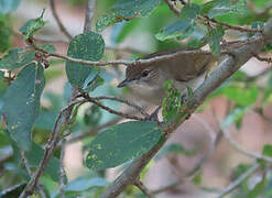 Terrestrial Brownbul