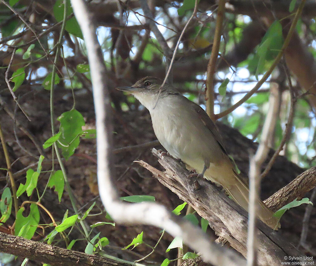 Bulbul jaboteuradulte