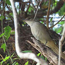 Bulbul jaboteur
