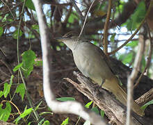 Terrestrial Brownbul