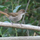 Bulbul jaboteur