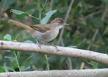 Bulbul jaboteur