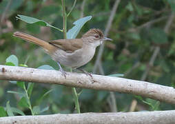 Terrestrial Brownbul