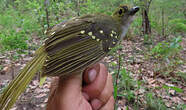 Bulbul nicator