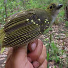 Bulbul nicator