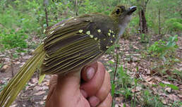 Bulbul nicator