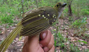 Bulbul nicator