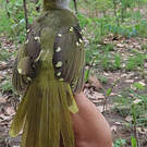 Bulbul nicator