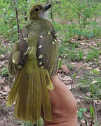 Bulbul nicator
