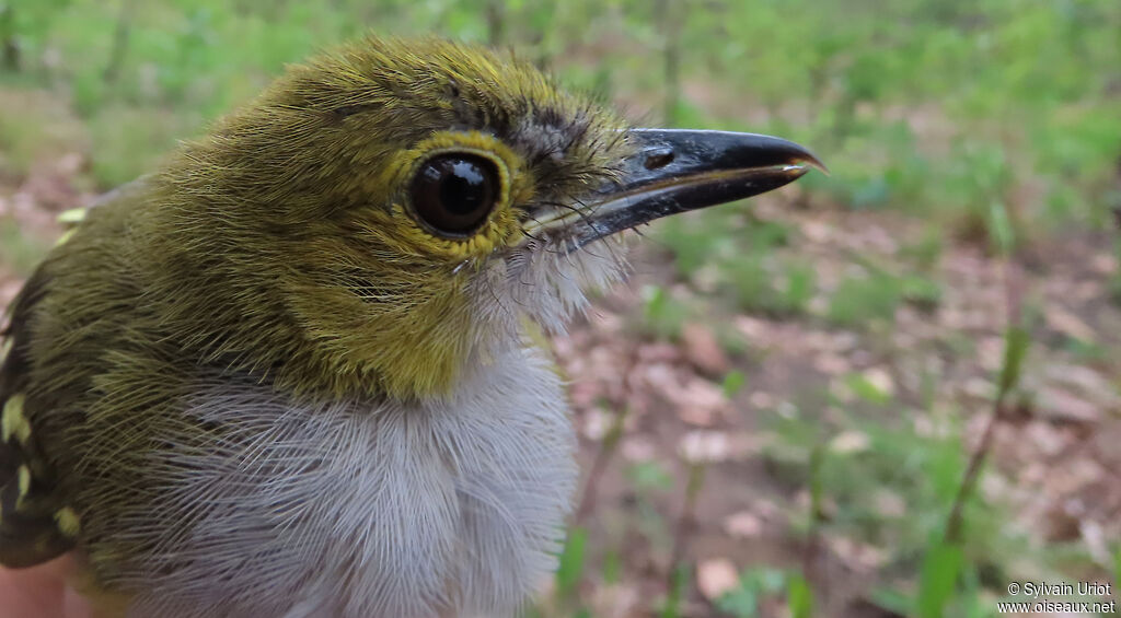 Bulbul nicatoradulte