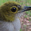 Bulbul nicator