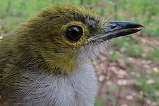 Bulbul nicator