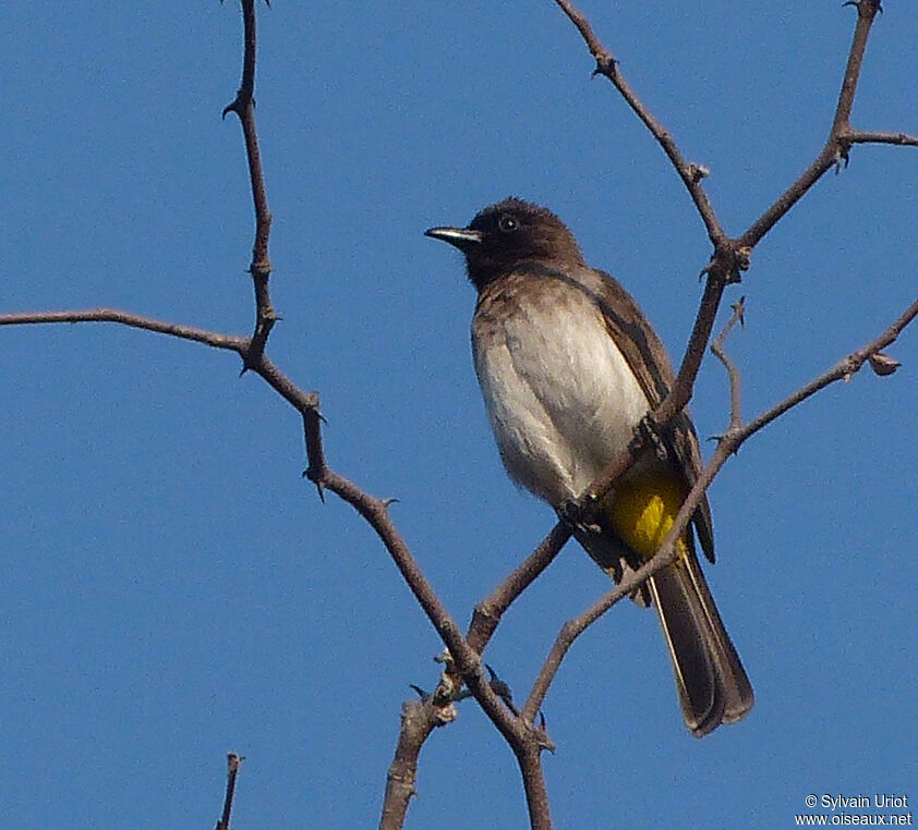 Dark-capped Bulbul