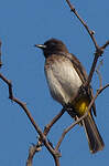 Bulbul tricolore