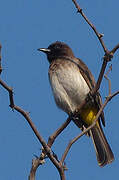 Dark-capped Bulbul