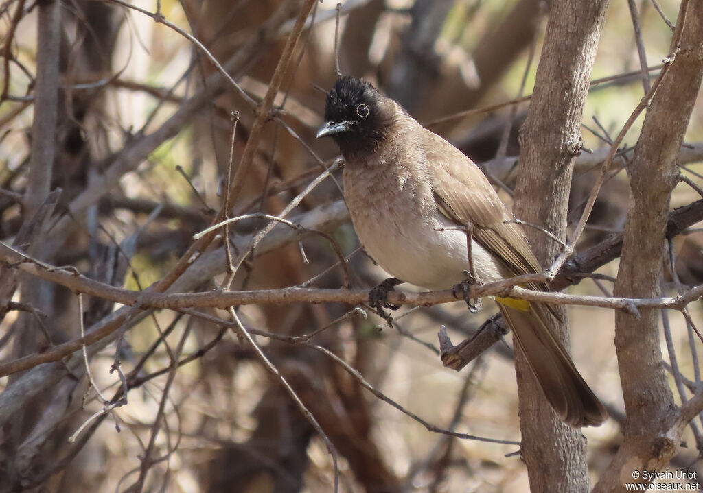 Bulbul tricoloreadulte