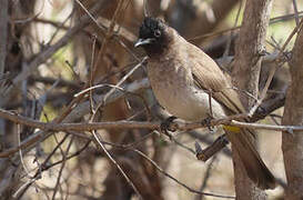 Dark-capped Bulbul