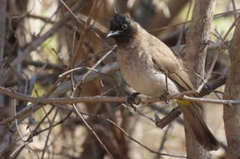 Bulbul tricolore