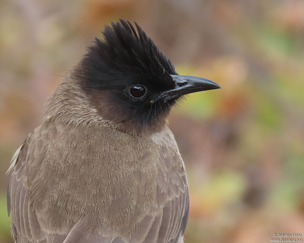 Bulbul tricoloreadulte