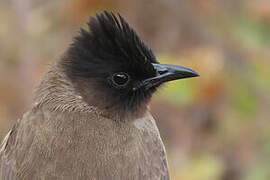 Dark-capped Bulbul