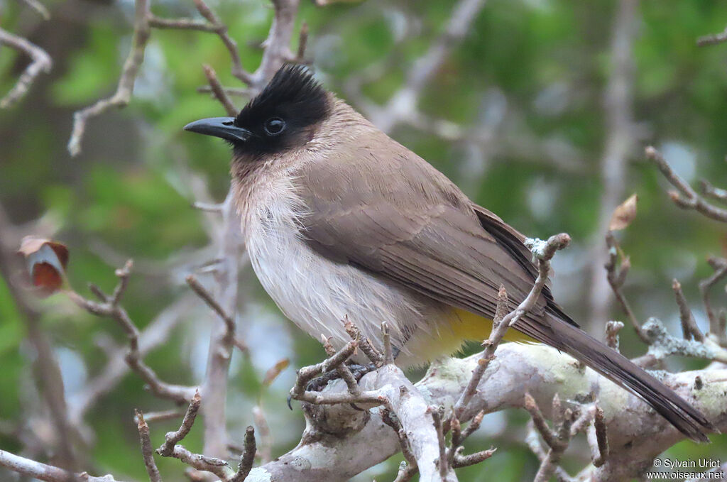 Bulbul tricoloreadulte