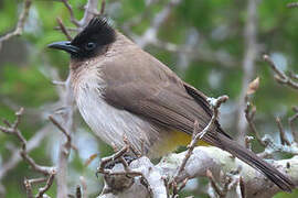 Dark-capped Bulbul