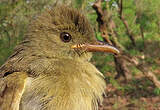 Bulbul verdâtre